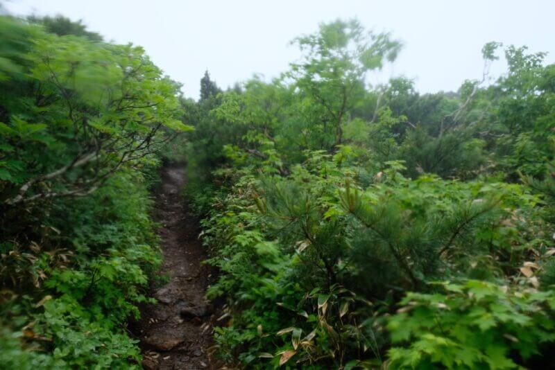 雨に濡れた緑が鮮やかな狭い登山道