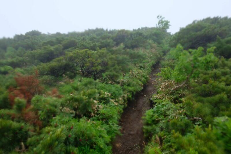 霧が立ち込めるハイマツ帯の登山道