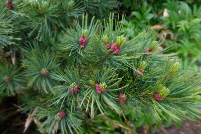 ハイマツの先端に咲く赤紫色の雌花