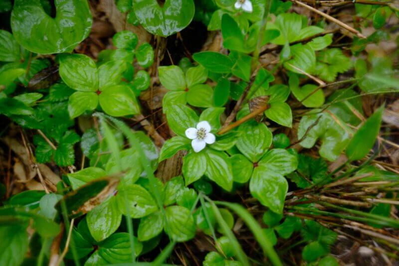 雨に濡れた白いゴゼンタチバナの花