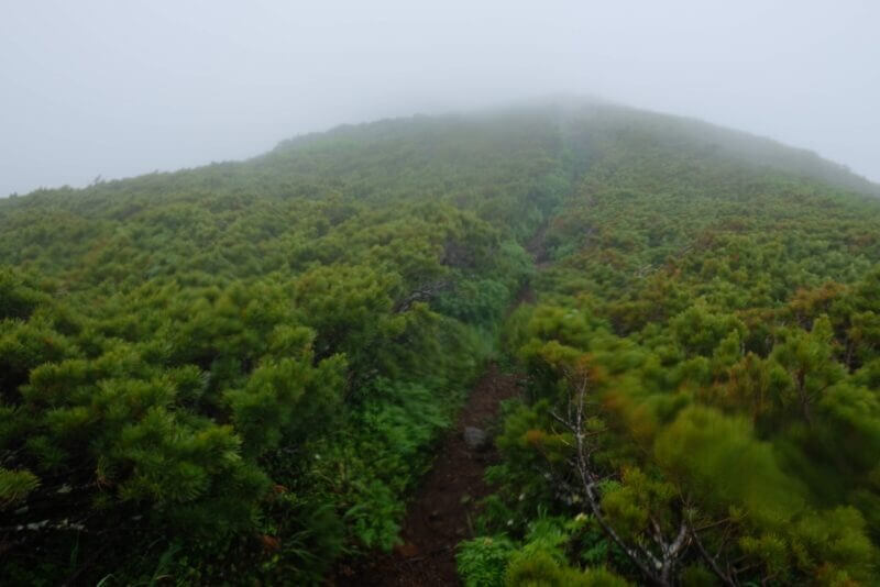 霧の中に続く斜里岳のハイマツ帯の登山道
