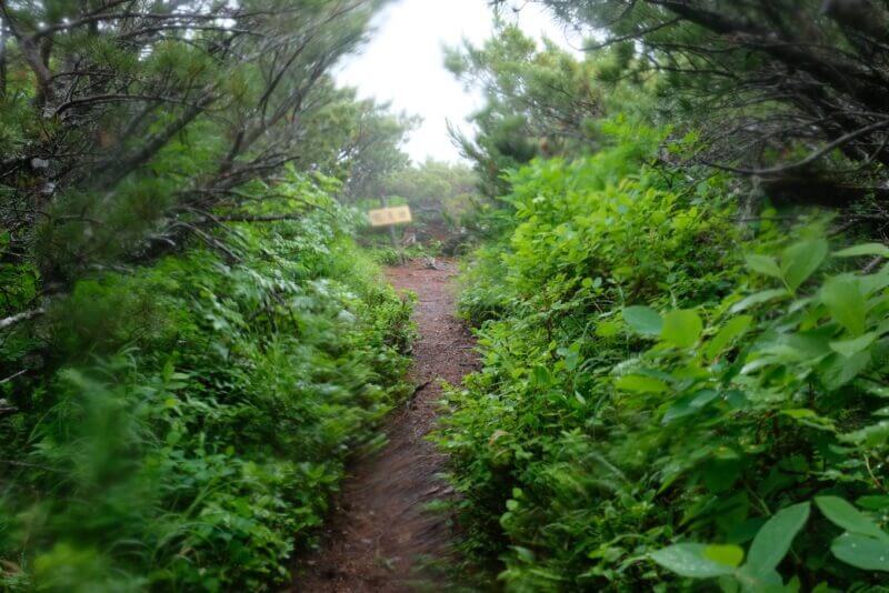 樹林の先に現れた熊見峠の看板
