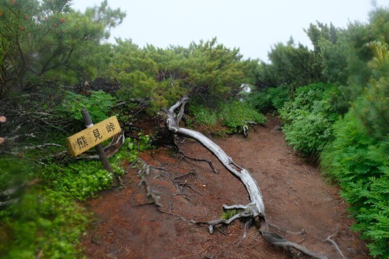 白骨化した倒木が道を跨ぐ熊見峠
