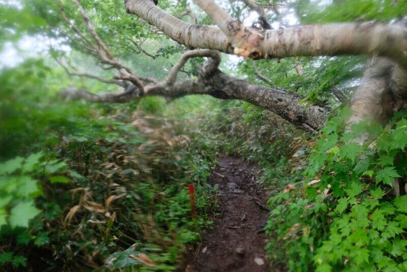登山道を横切る太い木の幹と赤杭