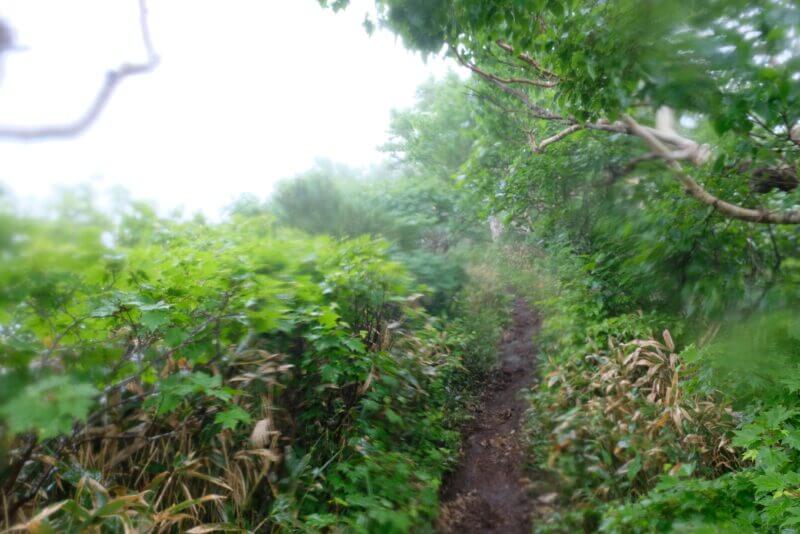 笹と緑がせり出す湿度の高い登山道