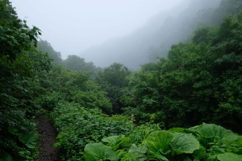深い霧に包まれた山中の細い道と、手前に繁茂する大きなフキの葉。