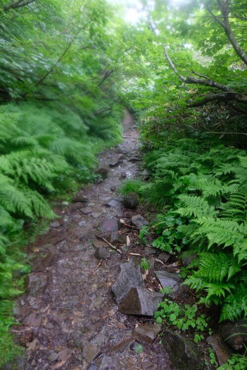 シダが群生する両脇を通り、水が流れる石だらけの上り登山道。