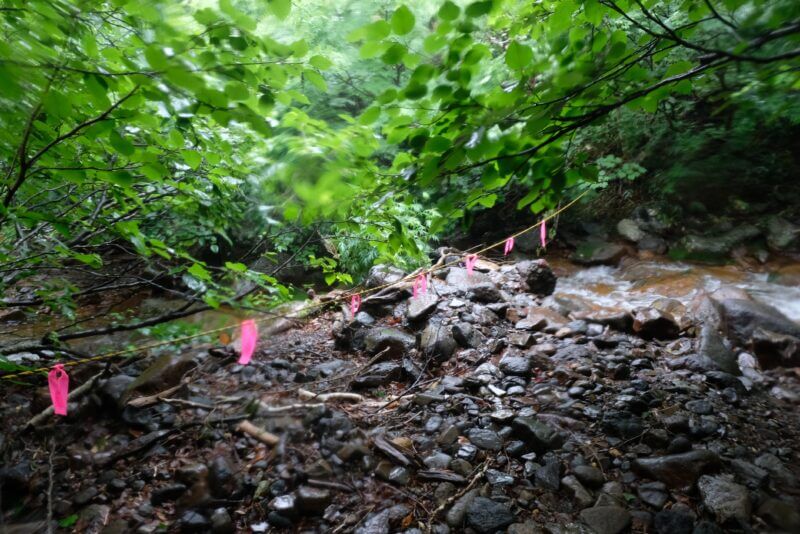 ルートを示すピンクのマーキングテープが結ばれた、石の多い河原の風景。