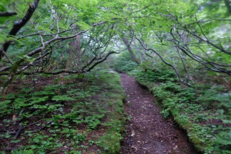 木の枝がトンネルを作る、腐葉土の柔らかな土の登山道。