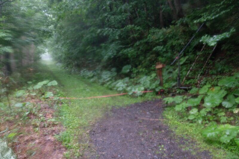 林道の分岐に設置された梯子とピンクのテープ